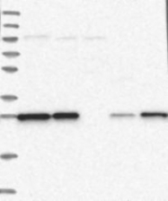 NBP1-84801 - Ermin