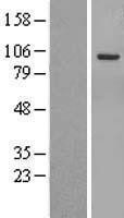 NBL1-10335 - ERN2 Lysate