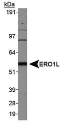 NB100-2525 - ERO1L
