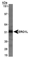 NB100-2525 - ERO1L