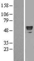NBL1-10336 - ERO1LB Lysate
