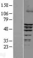 NBL1-10339 - ERRFI1 Lysate
