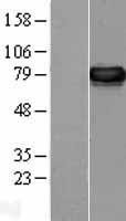 NBL1-14245 - ERp72 Lysate