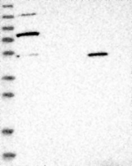 NBP1-82202 - ESRP1 / RBM35A