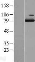 NBL1-15209 - ESRP2 Lysate