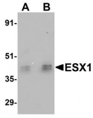 NBP1-77114 - ESX1