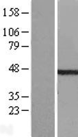 NBL1-17424 - ETS1 associated protein II Lysate