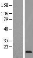NBL1-10358 - ETV3 Lysate