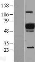 NBL1-10365 - EVI2A Lysate