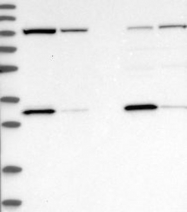 NBP1-83786 - EXOC2 / SEC5