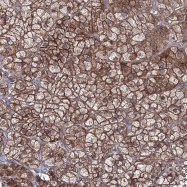 NBP1-85031 - EXOC6 / SEC15A
