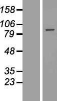 NBL1-10381 - EXOC6 Lysate