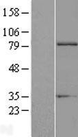 NBL1-10391 - EXT1 Lysate