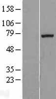 NBL1-10393 - EXT1 Lysate
