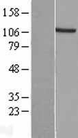 NBL1-10395 - EXTL3 Lysate