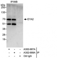 NBP1-46816 - EYA2 / EAB1