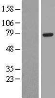 NBL1-10397 - EYA4 Lysate