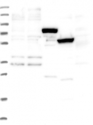 NBP1-87957 - ESCO1
