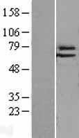 NBL1-10231 - Elf4/MEF Lysate