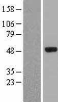 NBL1-10249 - Elp4 Lysate