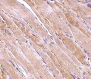 NBP1-76757 - Emerin