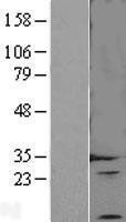 NBL1-10115 - Endothelin 3 Lysate