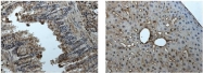 NB110-93602 - EPHA2 / ECK