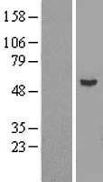 NBL1-17443 - Epsilon 1 Tubulin Lysate