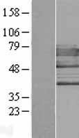 NBL1-10298 - Epsin-2 Lysate