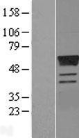 NBL1-10347 - Estrogen Related Receptor gamma Lysate