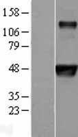 NBL1-10370 - Evx1 Lysate