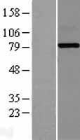 NBL1-10392 - Ext2 Lysate