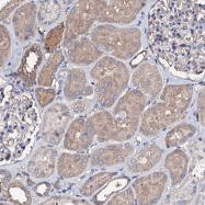 NBP1-91881 - FAM115C / FAM139A