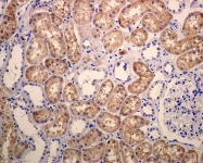 NBP1-95481 - Ubiquitin D (UBD)