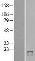 NBL1-17510 - UBD Lysate