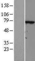 NBL1-17405 - FLJ13946 Lysate