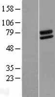 NBL1-10823 - FOXRED2 Lysate