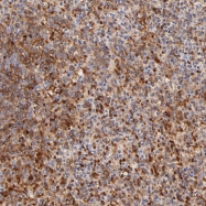 NBP1-93573 - FRMPD3