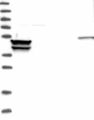 NBP1-83420 - FRS3