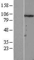 NBL1-10849 - FSTL5 Lysate