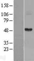 NBL1-10708 - Fibrinogen gamma chain Lysate