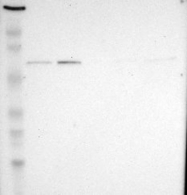 NBP1-83404 - G3BP1 / G3BP