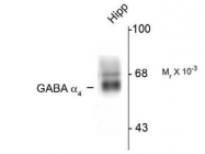 NB300-193PEP - GABRA4