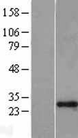 NBL1-17927 - GAS41 Lysate