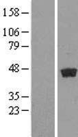 NBL1-11022 - GDAP1L1 Lysate