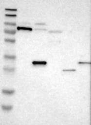 NBP1-88574 - BMP3B / GDF10