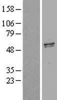 NBL1-11027 - GDF5 Lysate