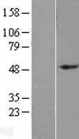 NBL1-11028 - GDF6 Lysate