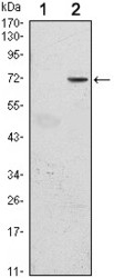 NBP1-51652 - ZNF163