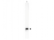 NB110-40670 - GFP